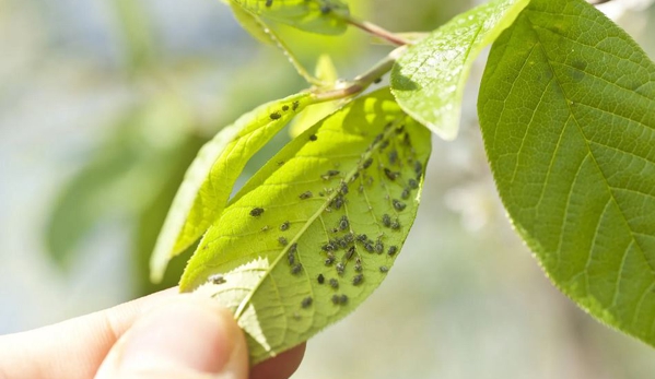 Tree Tech Services - Sacramento, CA