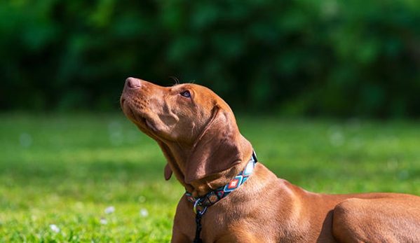 Dog Trainers Workshop - Fountain Inn, SC