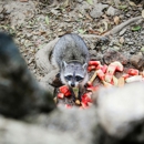Budget Pest Control & Termites - Pest Control Equipment & Supplies