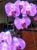 Jones Nursery Landscaping & Irrigation - Garden Centers