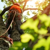 Senske Lawn Care Services gallery