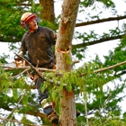 Carol's Tree Service