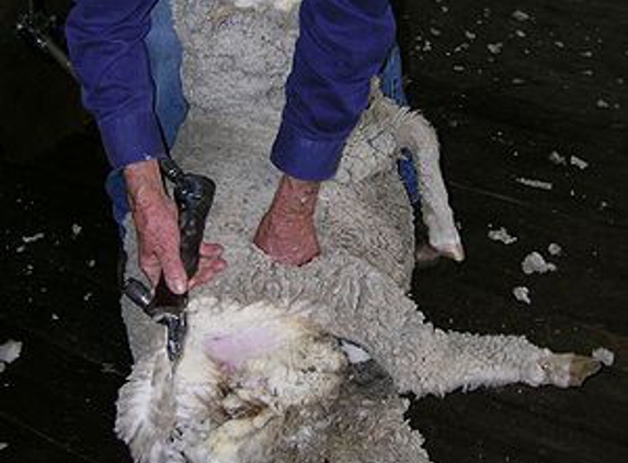 Muddy's Quality Shearing - Dubbo, NSW. 1