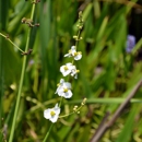 Bayou Sauvage National Wildlife Refuge - Wildlife Refuge