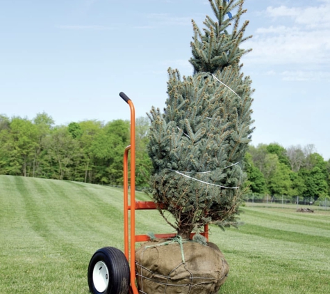 Adolfo Tree Service - Houston, TX. Tree planting and tree transportation or transferring in Houston Texas top rated local service