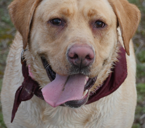 Mother Pupper Labradors - Grandville, MI