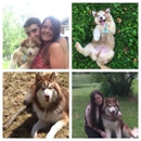 Enchanted Dreams Alaskan Malamutes - Pet Breeders