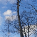 lumberjacks tree &property services - Tree Service