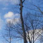 lumberjacks tree &property services