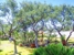 Dream Tree Services - Tree Service