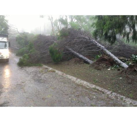 Total Tree Services - Mount Rascal, QLD