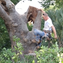 Veteran Tree Service & Construction Inc - Tree Service