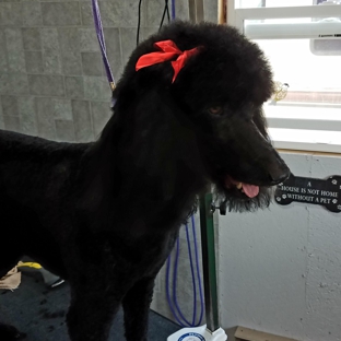 Puppy Love Grooming - Hotchkiss, CO. Sport Cut