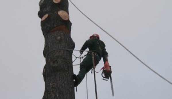 Adirondack Tree Surgeons Inc