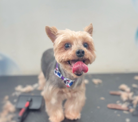 Boujee Mobile Pet Grooming - Hialeah, FL