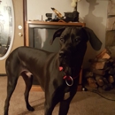 Payson Pet Care - Veterinarians
