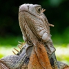 Blythewood Wildlife Removal gallery