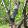 Tree Climber Cutter for Hire gallery