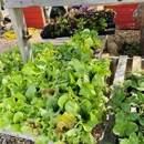 Cedar Rock Gardens - Garden Centers
