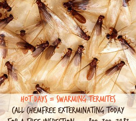 ChemFree Exterminating Alternatives - Anaheim, CA