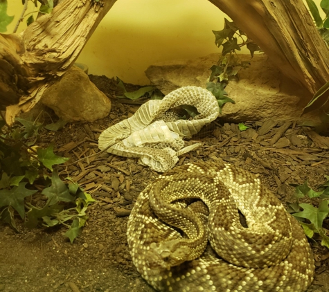 Rattlesnake Museum - Albuquerque, NM