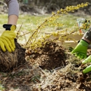 Brothers Best Tree Service - Tree Service
