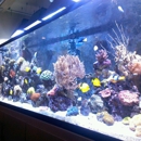 Picasso Exotic Aquatics - Aquariums & Aquarium Supplies