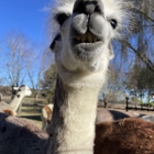 Ocean Breeze Alpacas