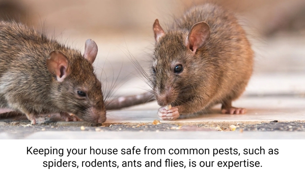 Coastal Pest Control - Romaine, TAS. Keeping your house safe from common pests, such as spiders, rodents, ants and flies, is our expertise.