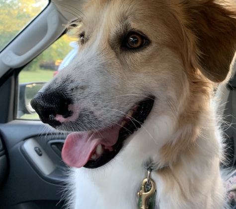 Rob Cary Pet Resort - San Antonio, TX. Oliver excited about his agility classes!!!