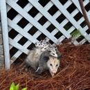 Critter Control - Savannah