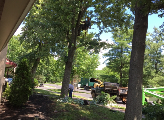 John Kirlew Tree Service Inc - Pipersville, PA. Amazing to watch the speed and agility of these experts!