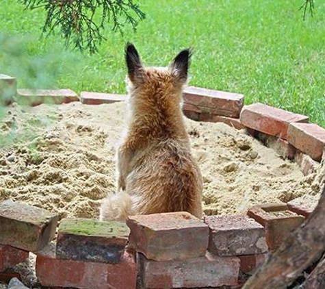 West Haven Animal Clinic - West Haven, CT. Woofie loves his sandbox