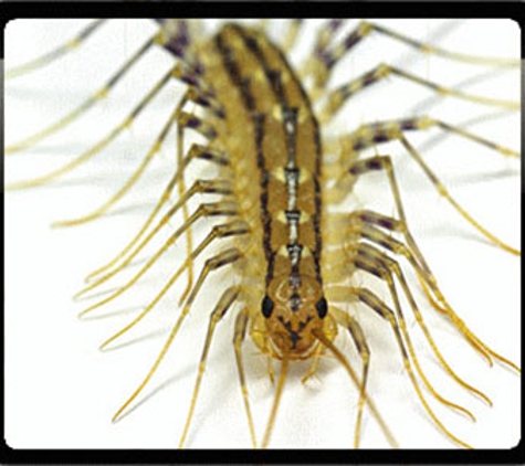 Sharp Pest Control - Cooma, NSW