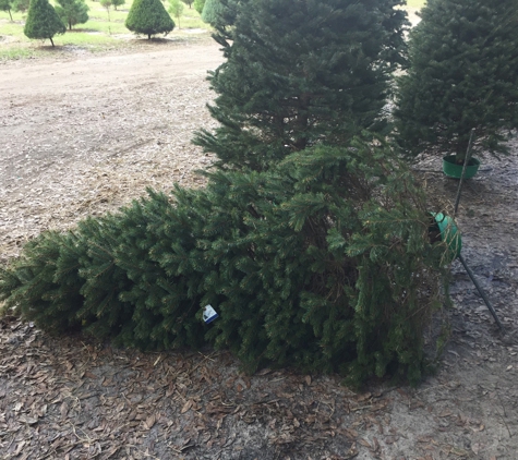 Santa's Christmas Tree Forest - Eustis, FL