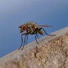 CARR Pest Management gallery