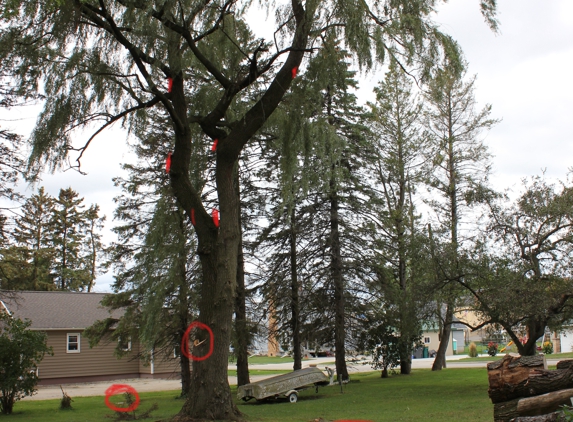 Wolf's Tree Service. this is a pic of the Two trees he took down and trimmed out the willow tree