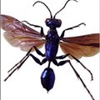 Hug-A-Bug Pest Control & Termite gallery