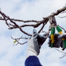 Tree Surgeons - Tree Service