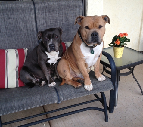 South San Diego Veterinary Hospital - San Diego, CA. South San Diego Vet Hospital. The Mother and her 84lb son.