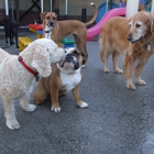 Central Bark Doggie Day Care