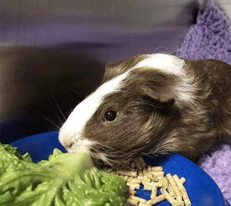 PetFocus Vetcare - Lavington, NSW