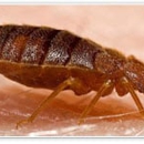 Optimum Pest Control - Pest Control Services