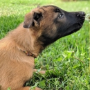 Dog Dynamix Ohio - Dog Training