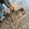 Dreidy & Brother Tree Service gallery