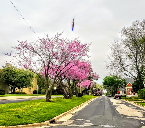 Columbus Downtown Development Corporation - Columbus, WI. Redbud Tree, Cercis Canadensis Columbus Wisconsin Strain