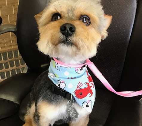 Blue Ribbon Pet Grooming - Loganville, GA