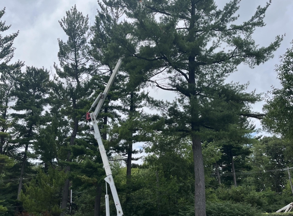 The Tree Guy Services LLC - Jackson, MI