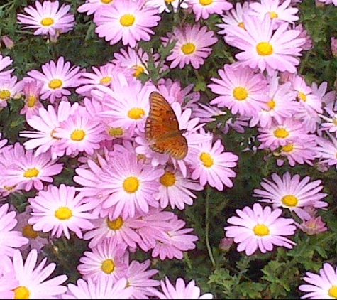 Charleston Aquatic Nurseries - Johns Island, SC