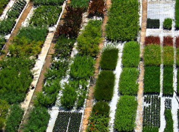 Glenvue Wholesale Nursery - Rye, VIC. Great Range of Australian Natives